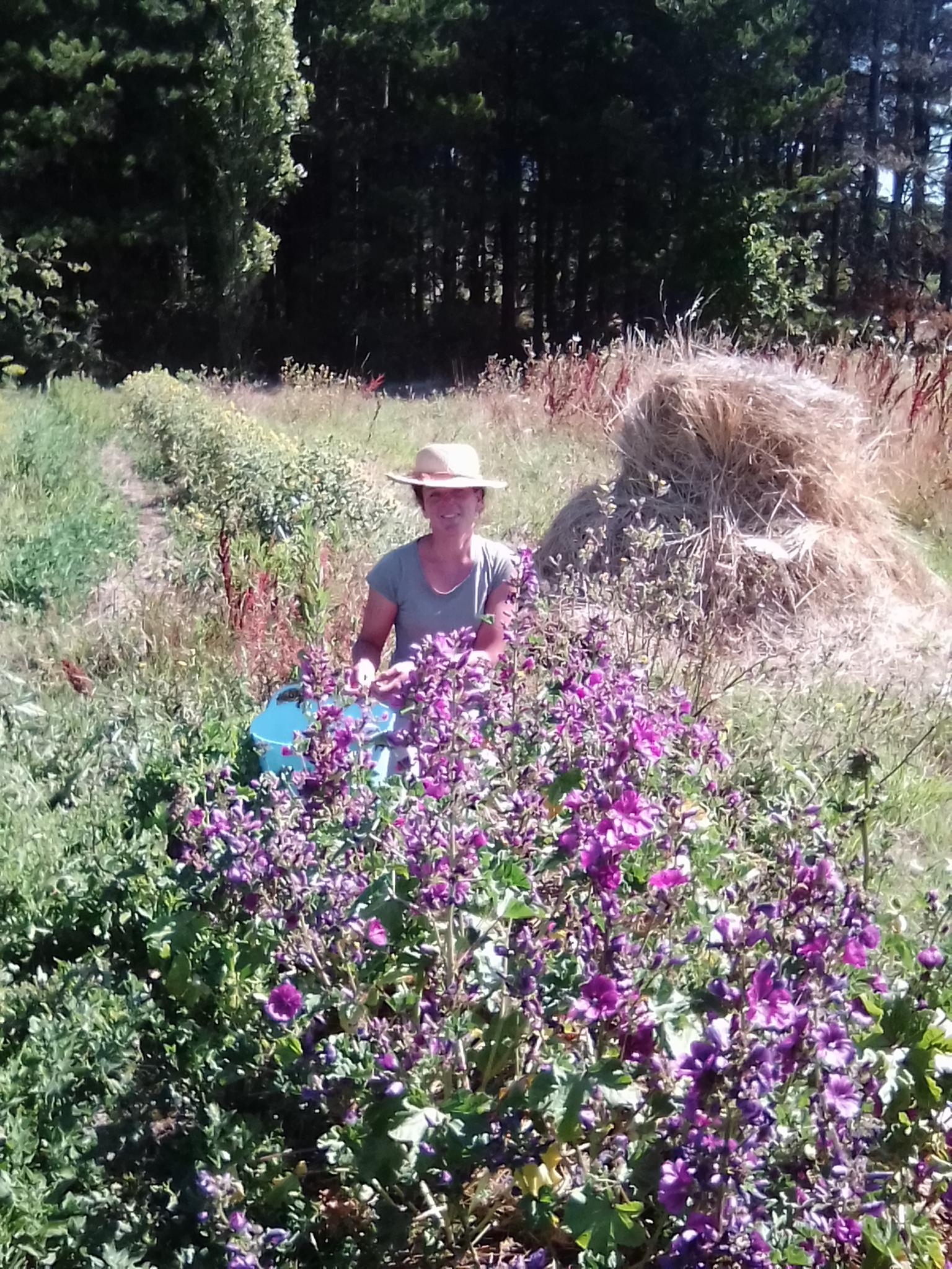 cueillette des fleurs de Mauve, une à une