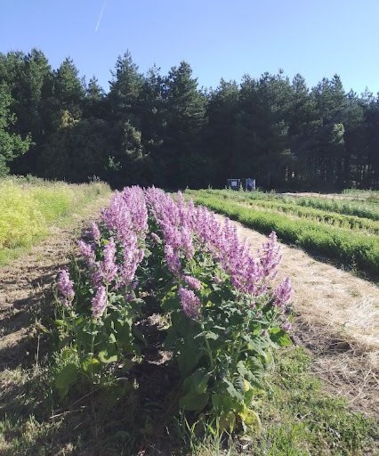 sauge sclarée en fleur, récolte imminente