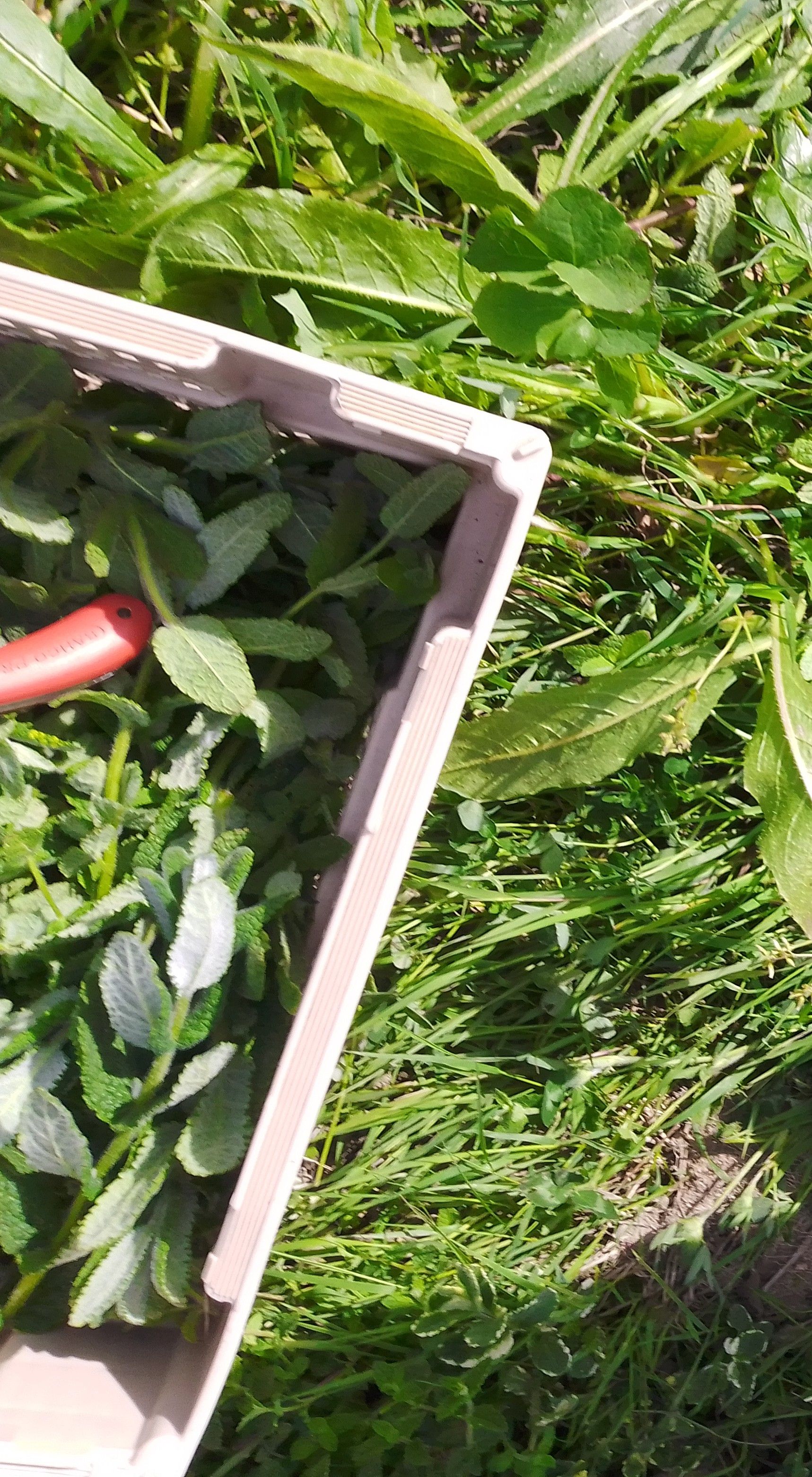 récolte de menthe à la serpette