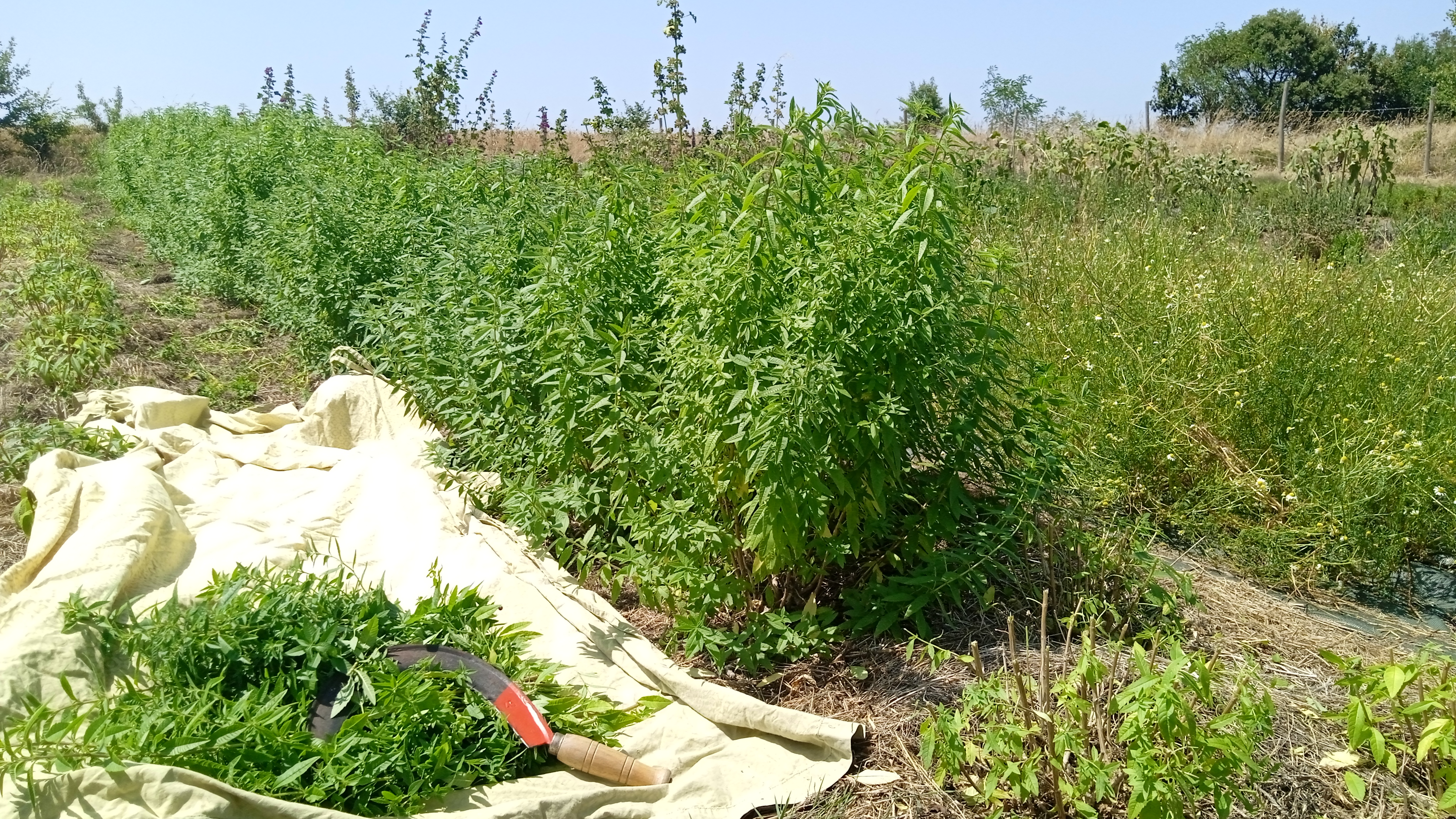 récolte des verveines citronnées à la serpette